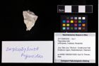 Foto (Objekt + Etikett) von Paguroidea indet.  (NHMW-GEO-2017-0089-0058)